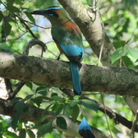 Turquoise-browed Motmot